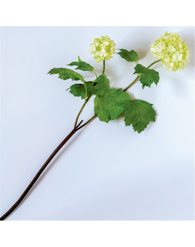 Cream Guelder Rose Branch