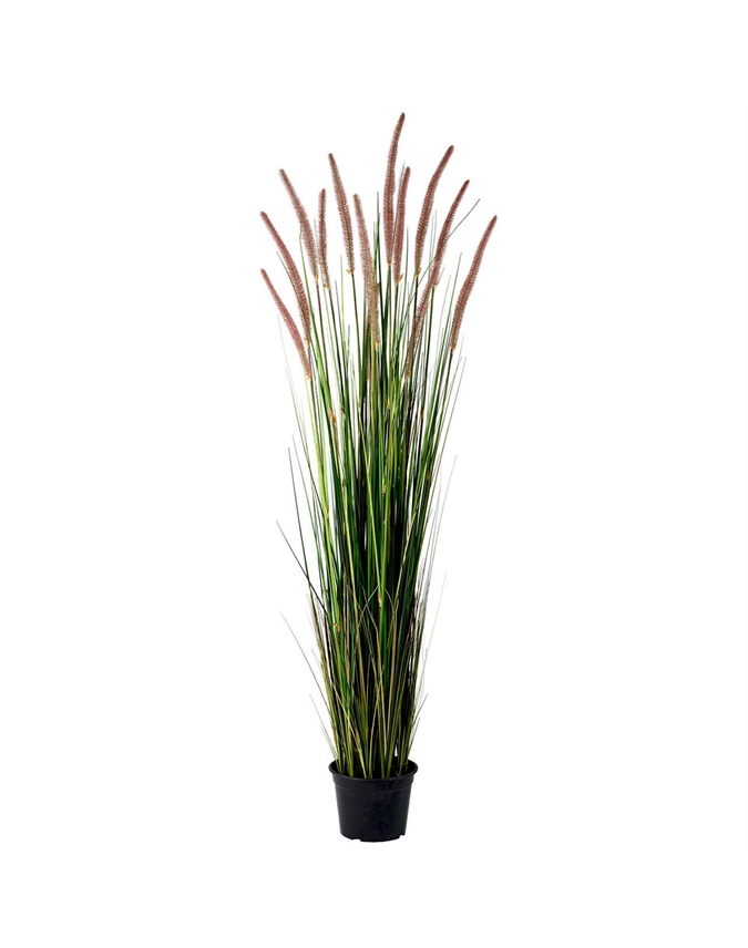 5ft Potted Grass