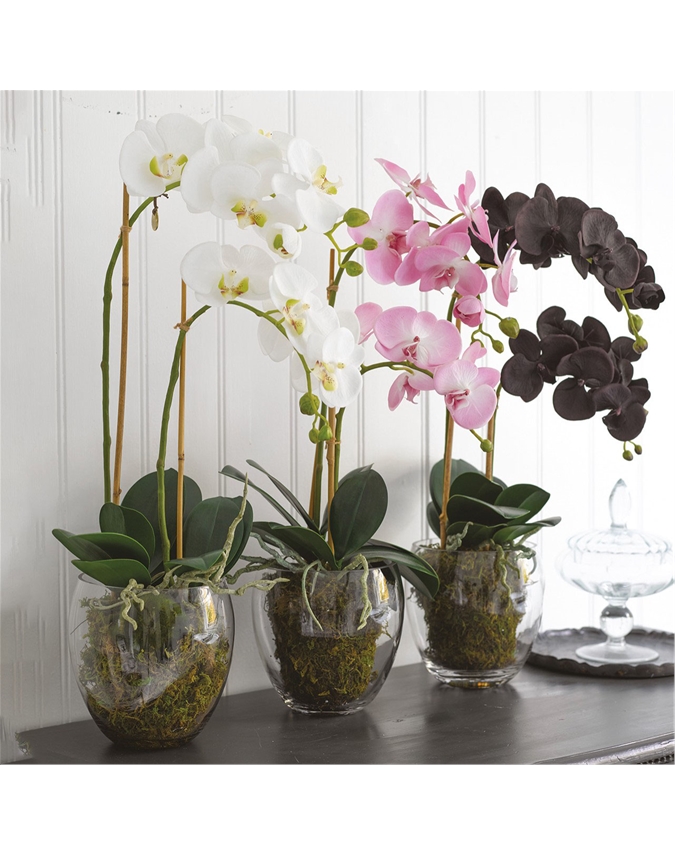 Double Phalaenopsis Orchid in Glass Vase