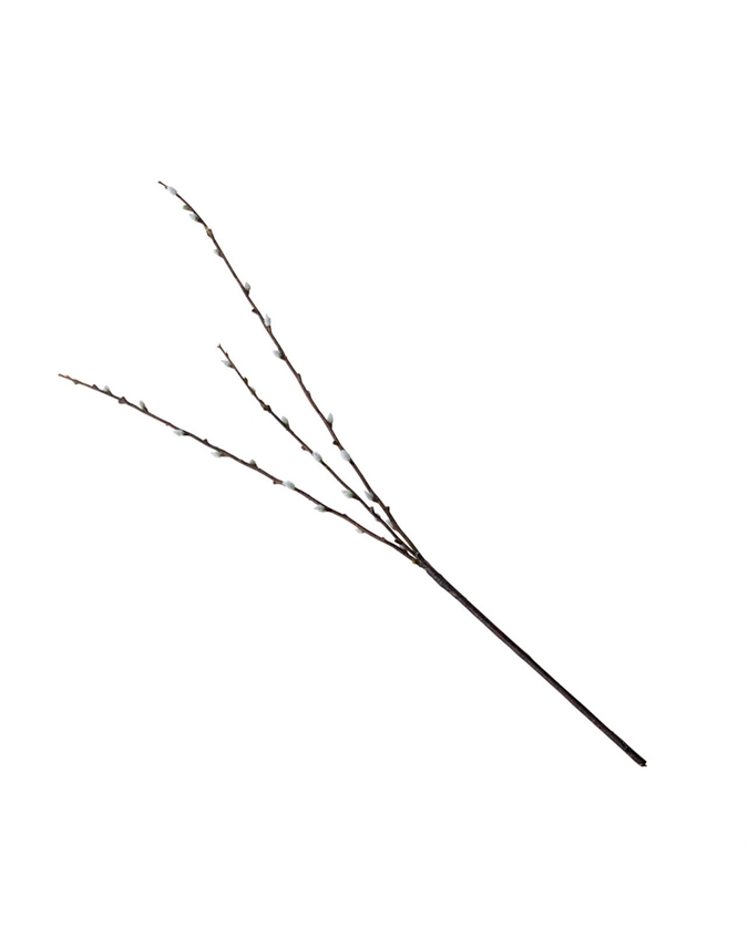 Pussy Willow Stem