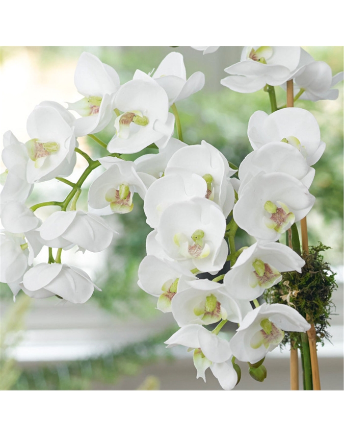 Triple Phalaenopsis Orchid