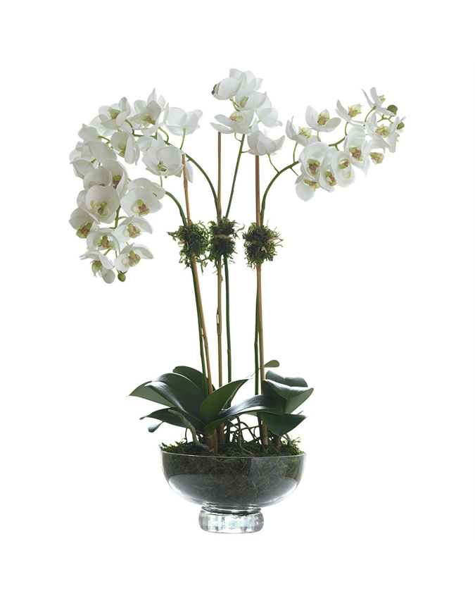 Triple Phalaenopsis Orchid