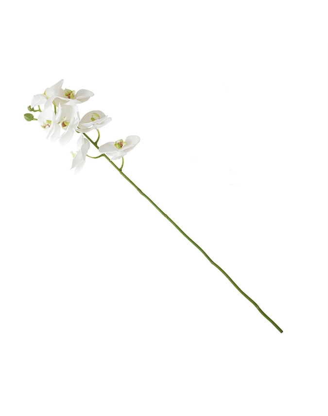 White Phalaenopsis Single Stem