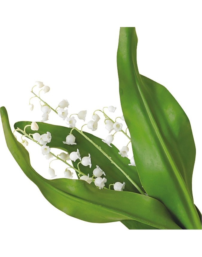 Lily of the Valley Stem