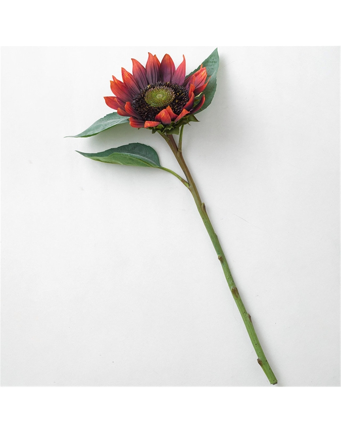 Red Sunflower Stem