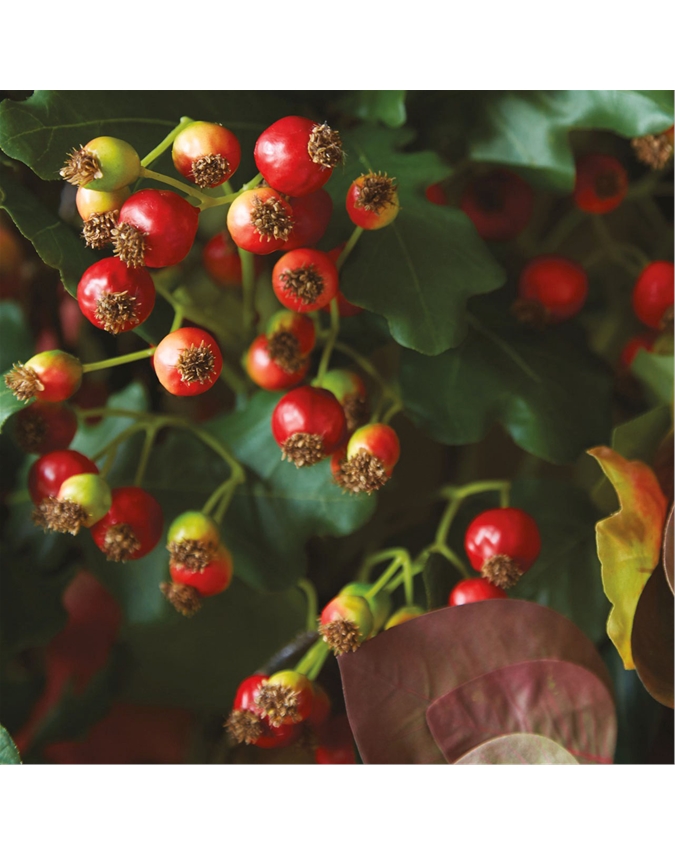 Rugosa Rosehip Stem