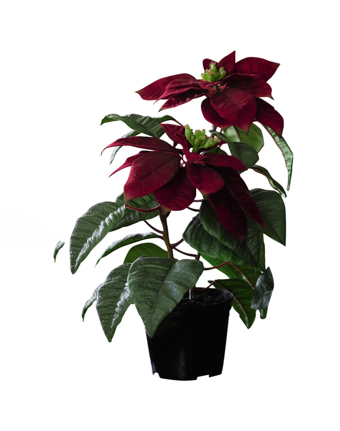 Red Botanical Poinsettia