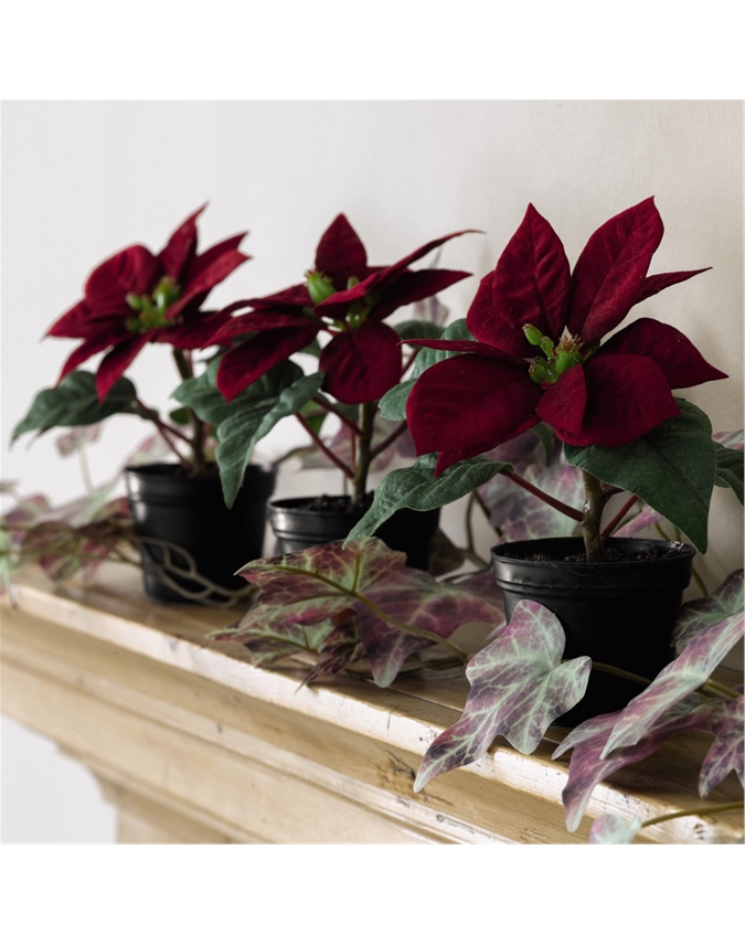 Mini Red Poinsettia