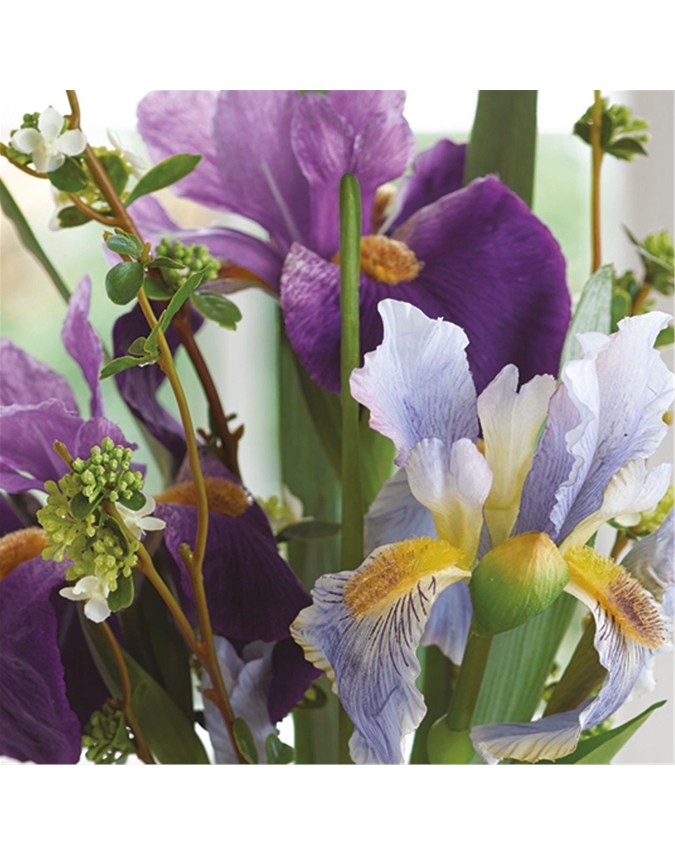 Petite Iris Germanica Arrangement