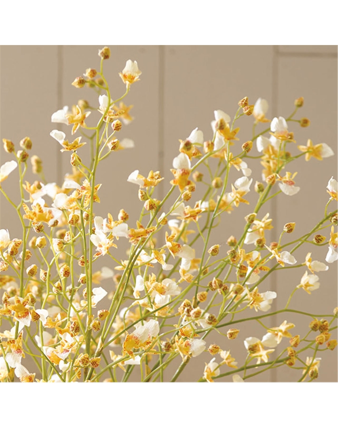 White Delicate Oncidium Orchid Stem