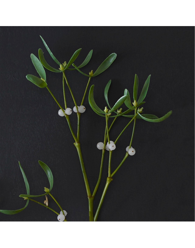 Mistletoe Stem