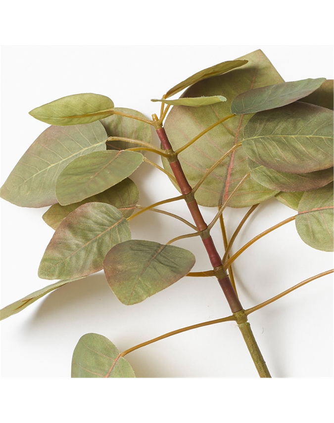 Green Smokebush Stem