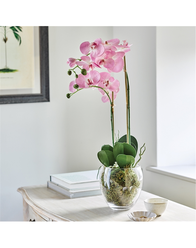 Pink Double Phalaenopsis