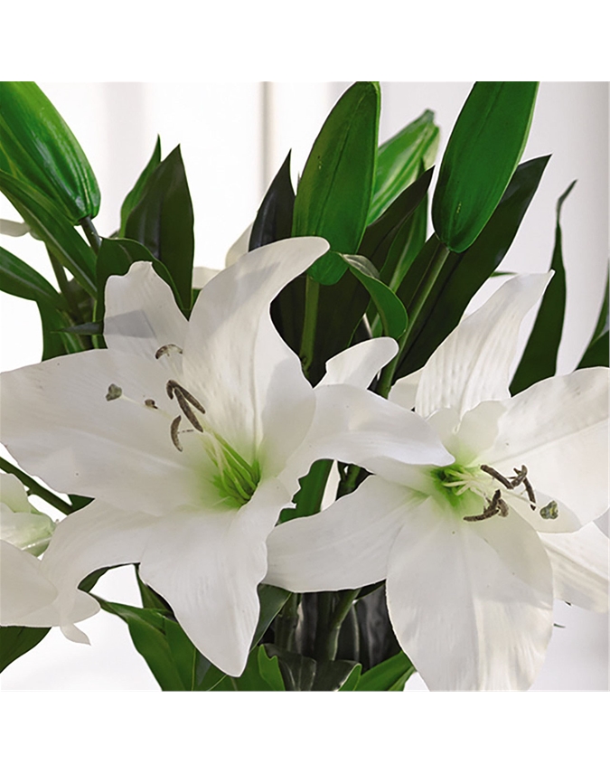 Six White Casablanca Lilies