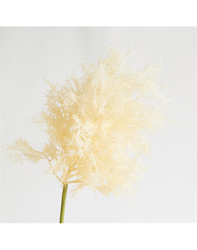 Tall Ivory Flowering Smoke Bush Spray