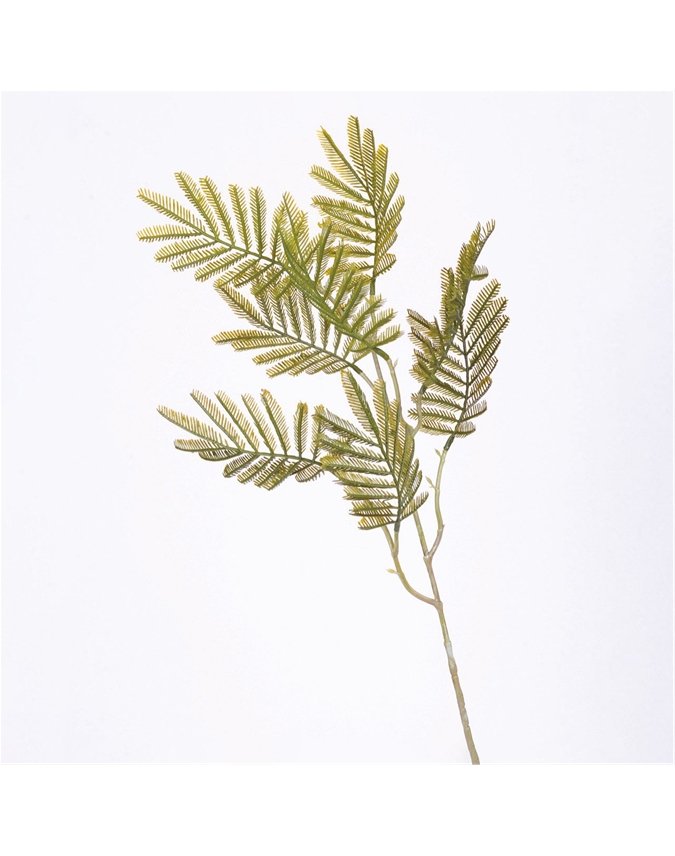 Mimosa Leaf Spray