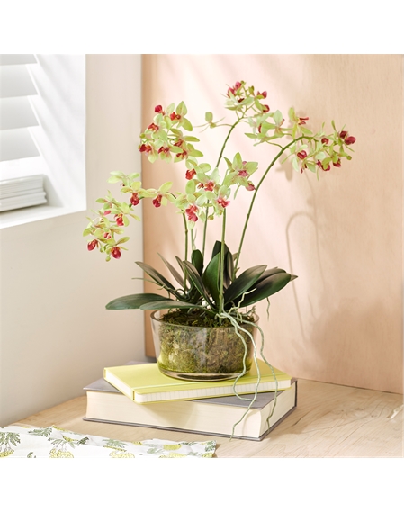 Petite Phalaenopsis Centrepiece