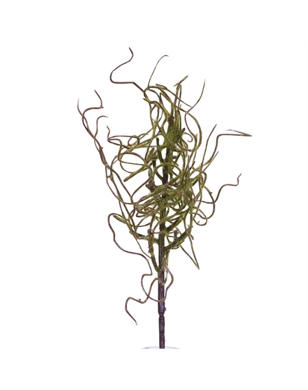 Withered Moss Stem