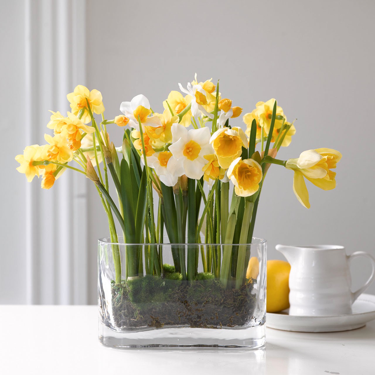Growing Narcissus Collection
