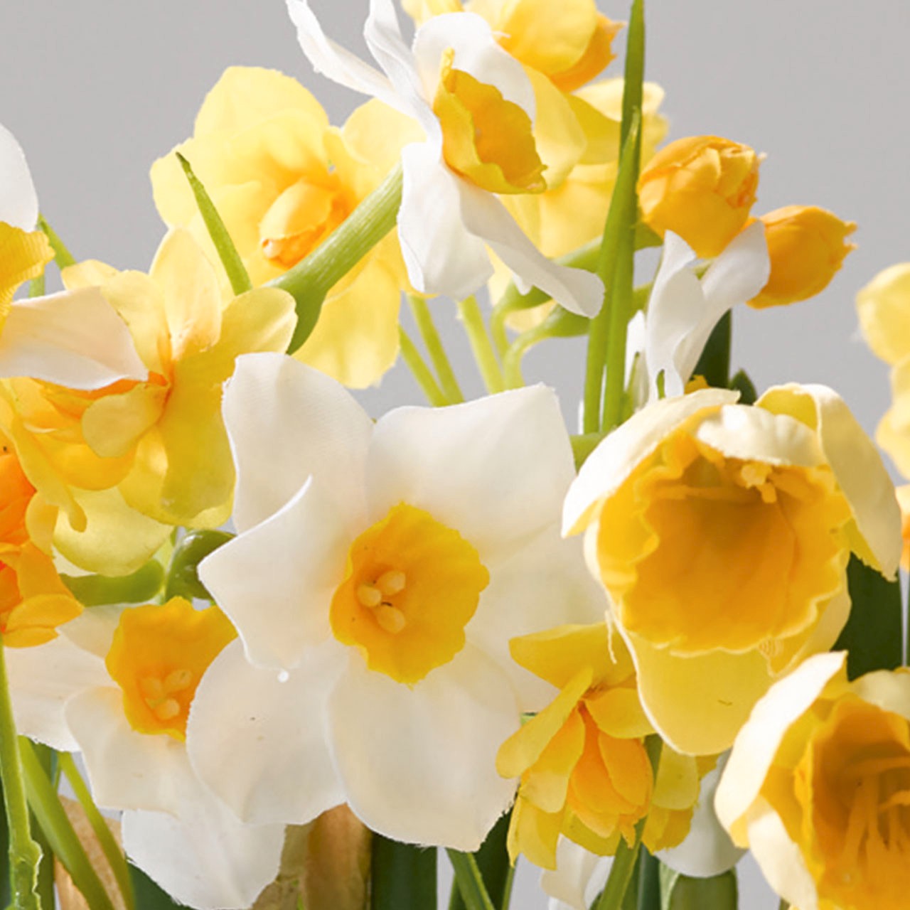 Growing Narcissus Collection | Bloom UK