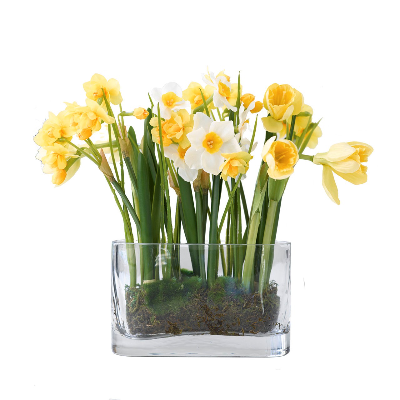 Growing Narcissus Collection