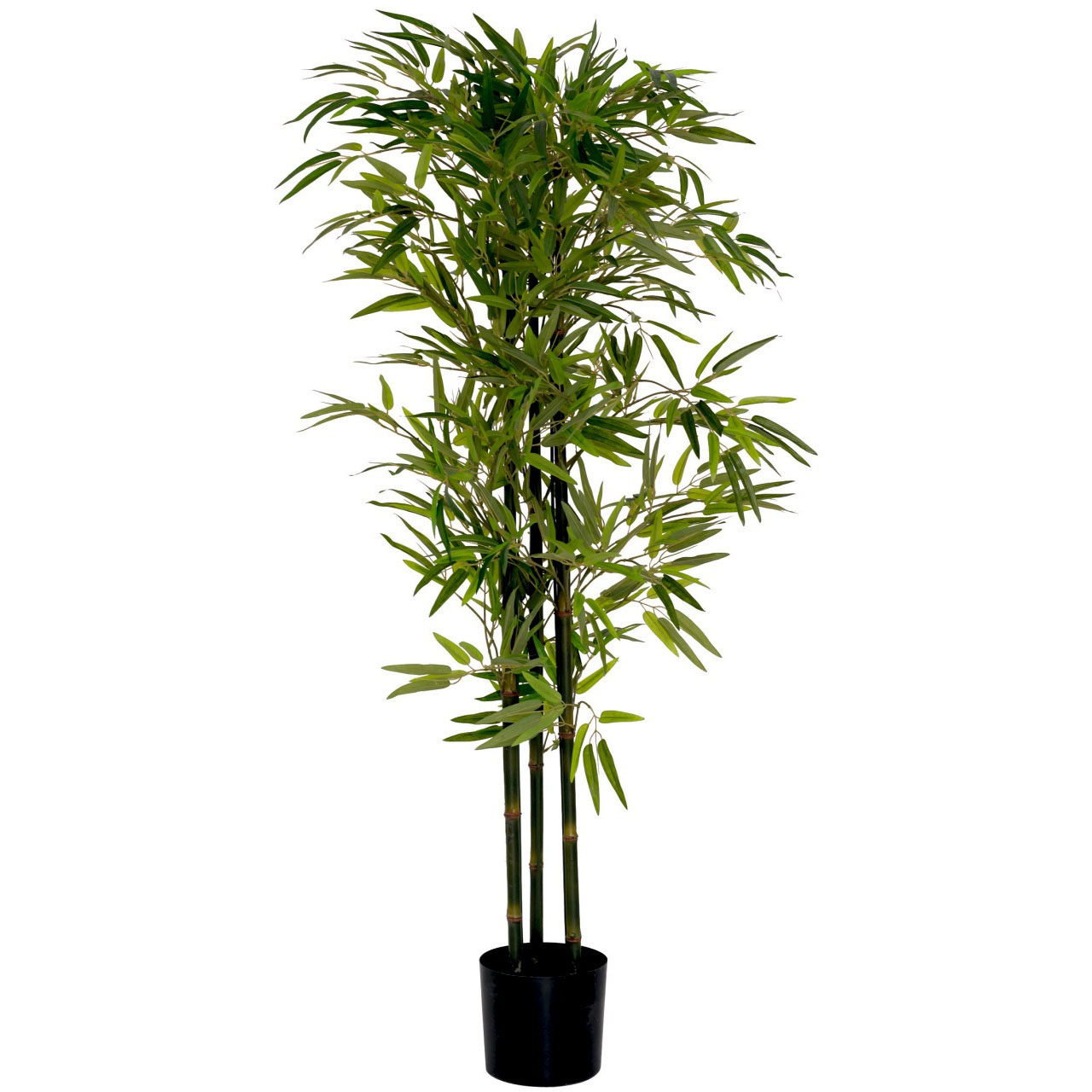 5ft Potted Bamboo Tree