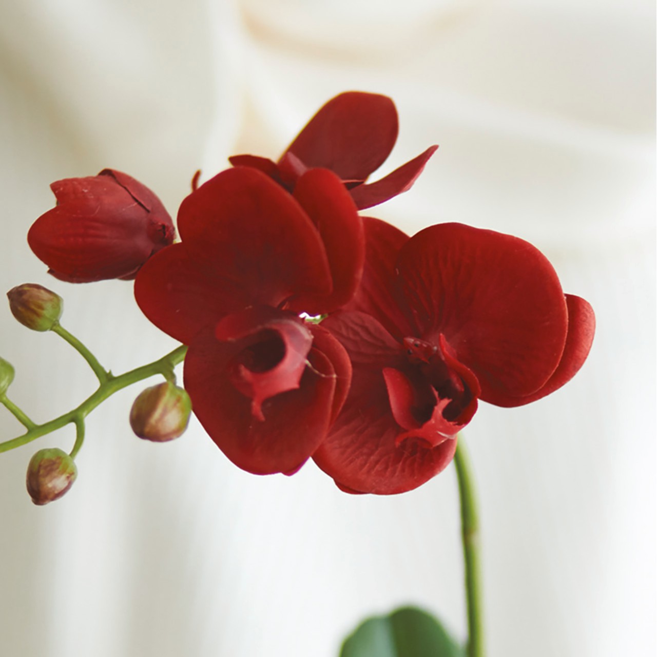 Petite Red Orchid