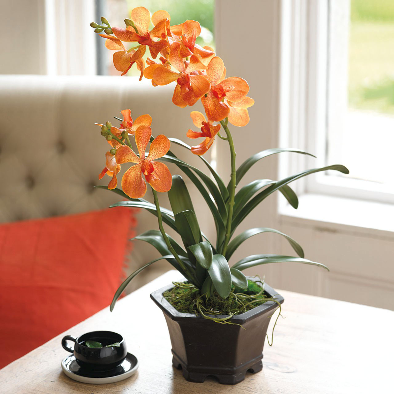 Orange Potted Vanda Orchid
