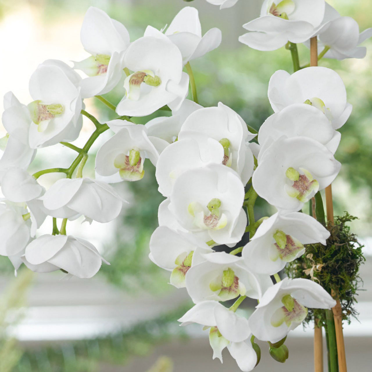 Triple Phalaenopsis Orchid