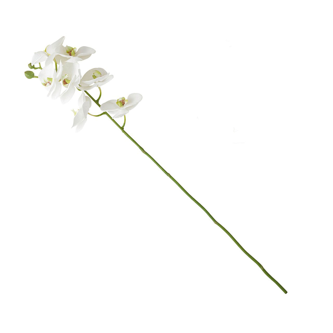 White Phalaenopsis Single Stem