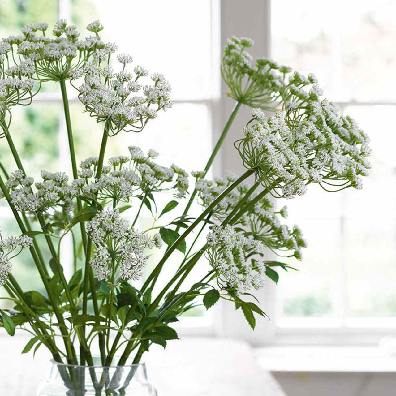 White Cow Parsley