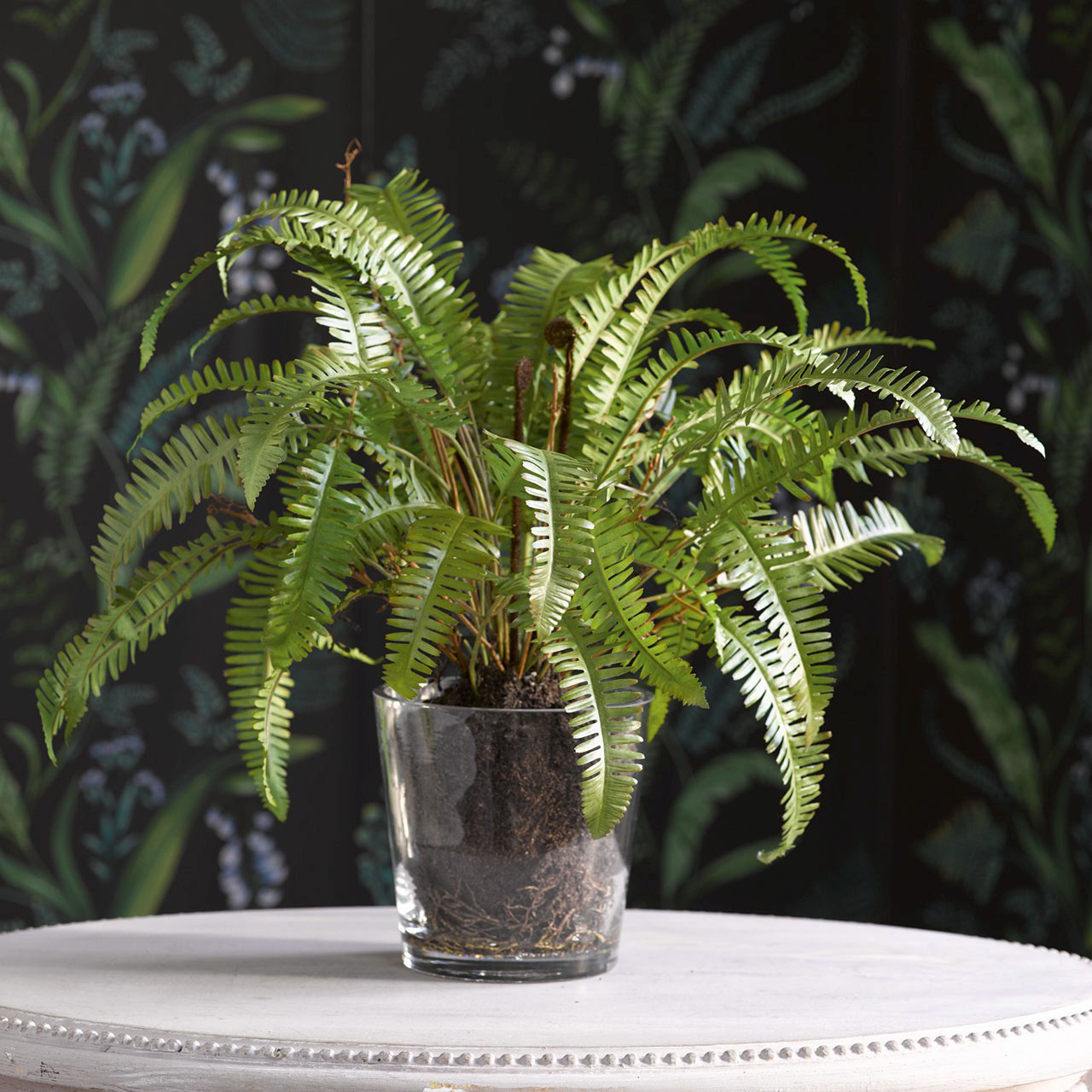 Fishbone Fern | Bloom UK