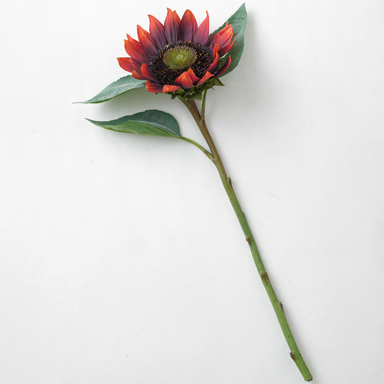 Red Sunflower Stem