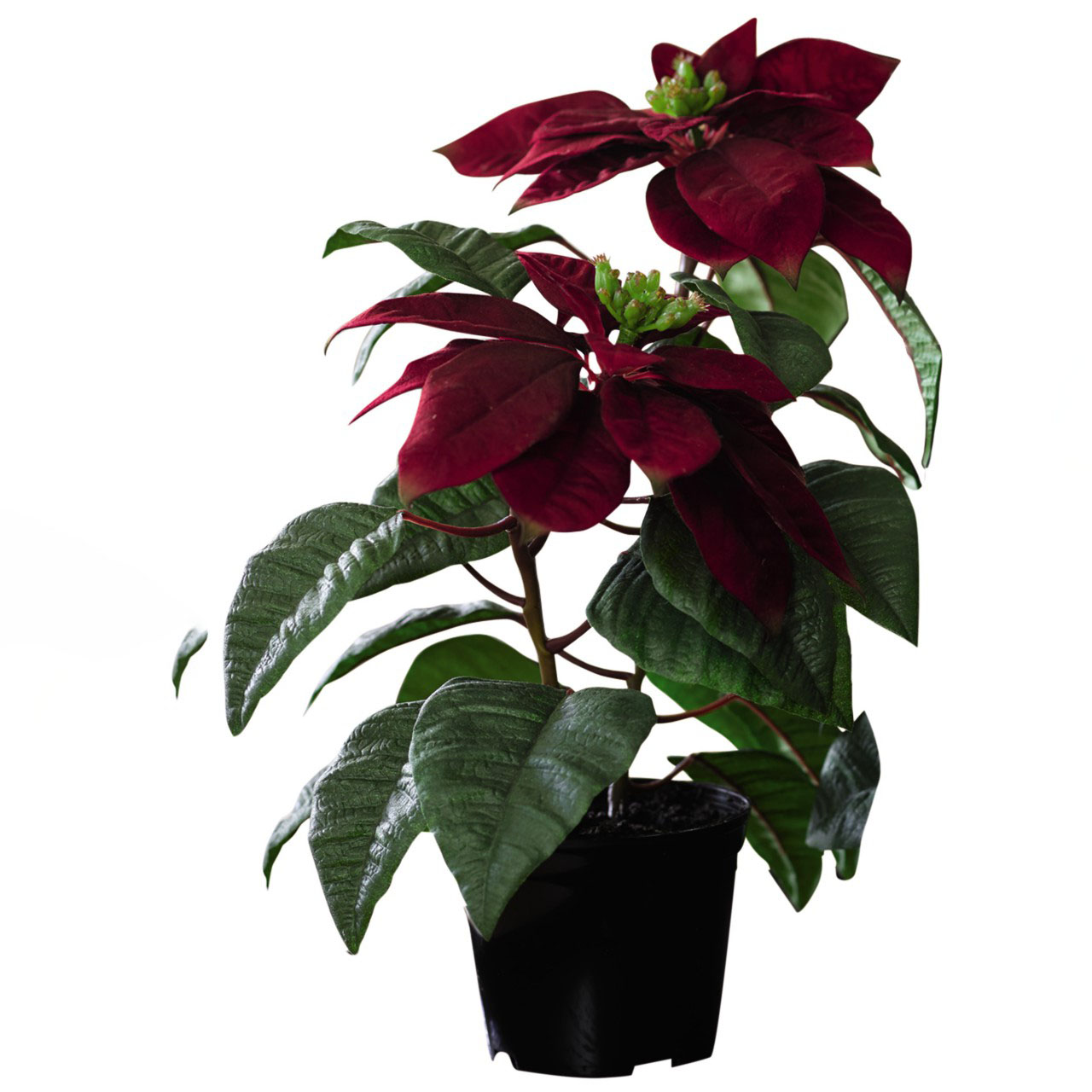 Red Botanical Poinsettia