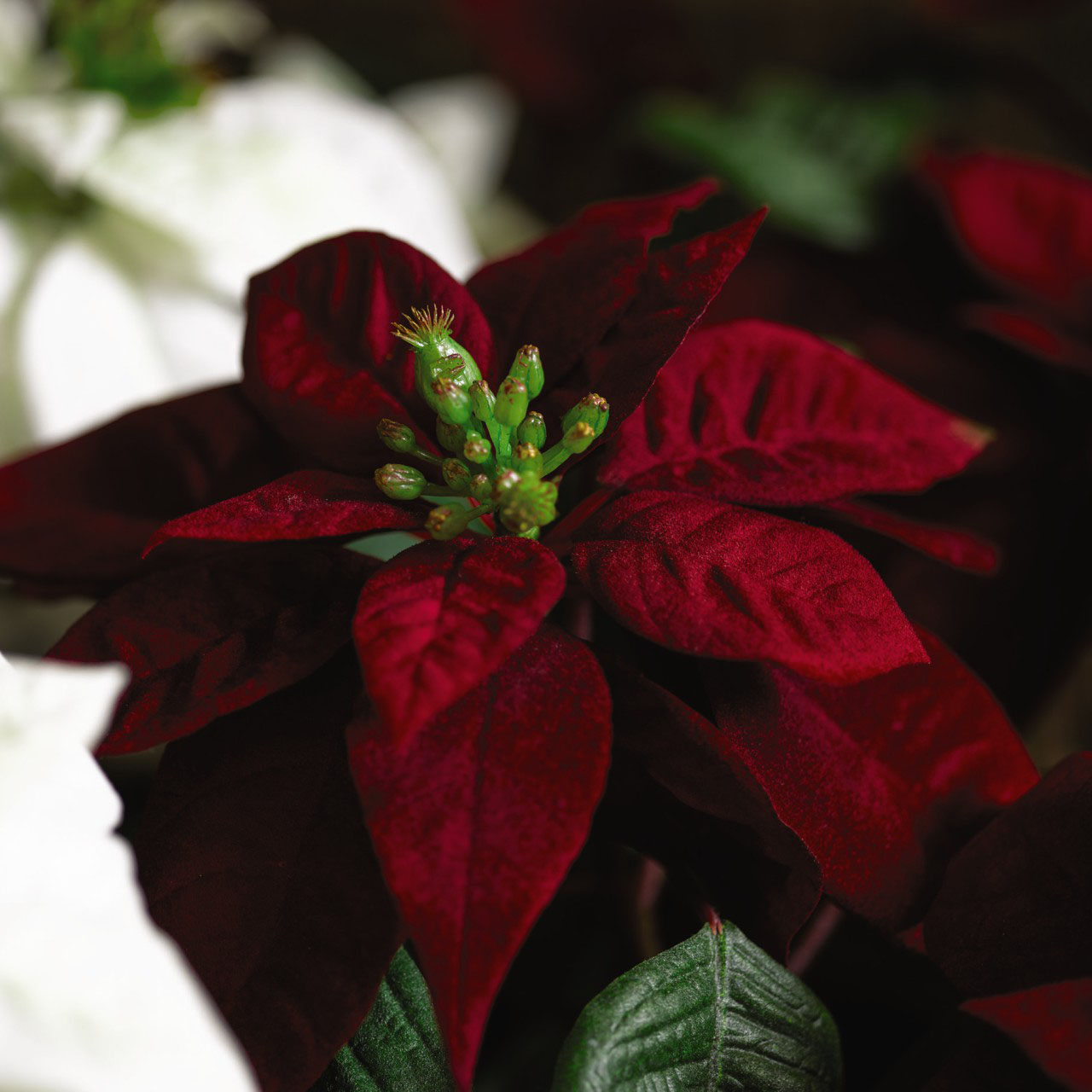 Red Botanical Poinsettia