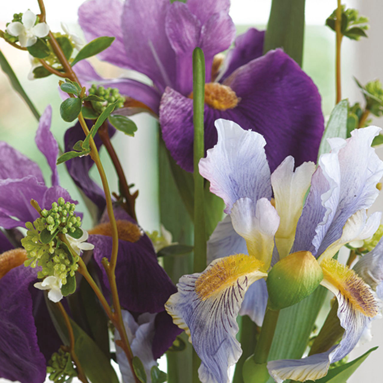 Petite Iris Germanica Arrangement