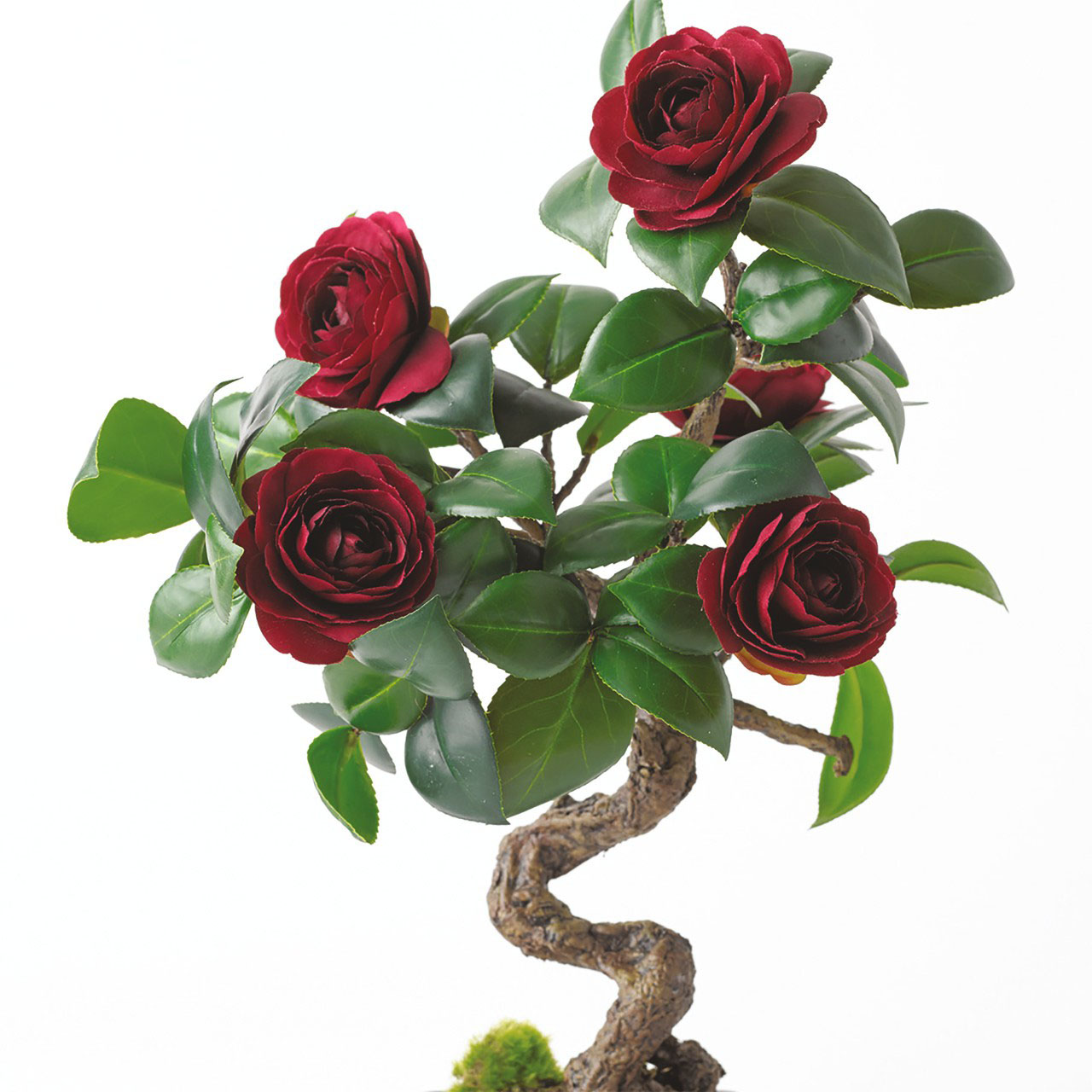 Ruby Camellia Bonsai