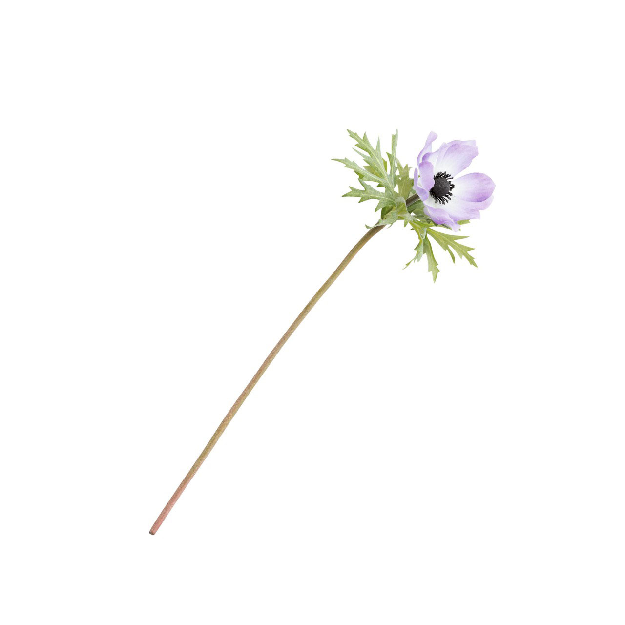 Lilac Anemone Stem