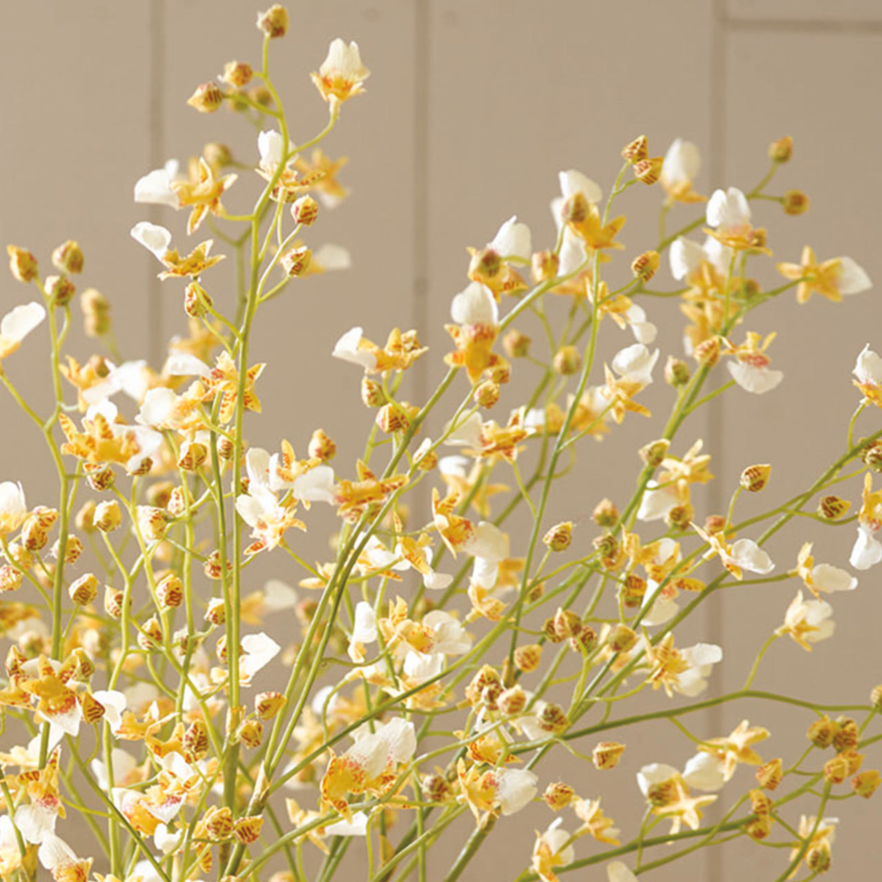 White Delicate Oncidium Orchid Stem