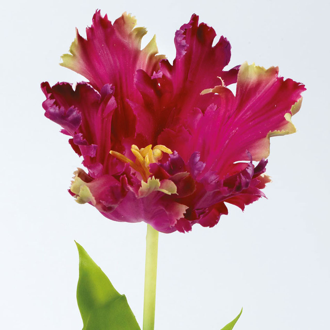 Mila Parrot Tulip Stem