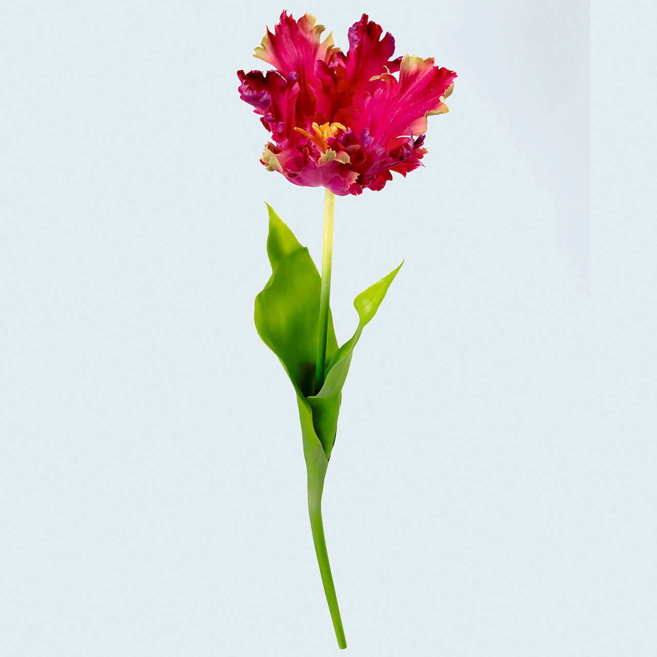 Mila Parrot Tulip Stem