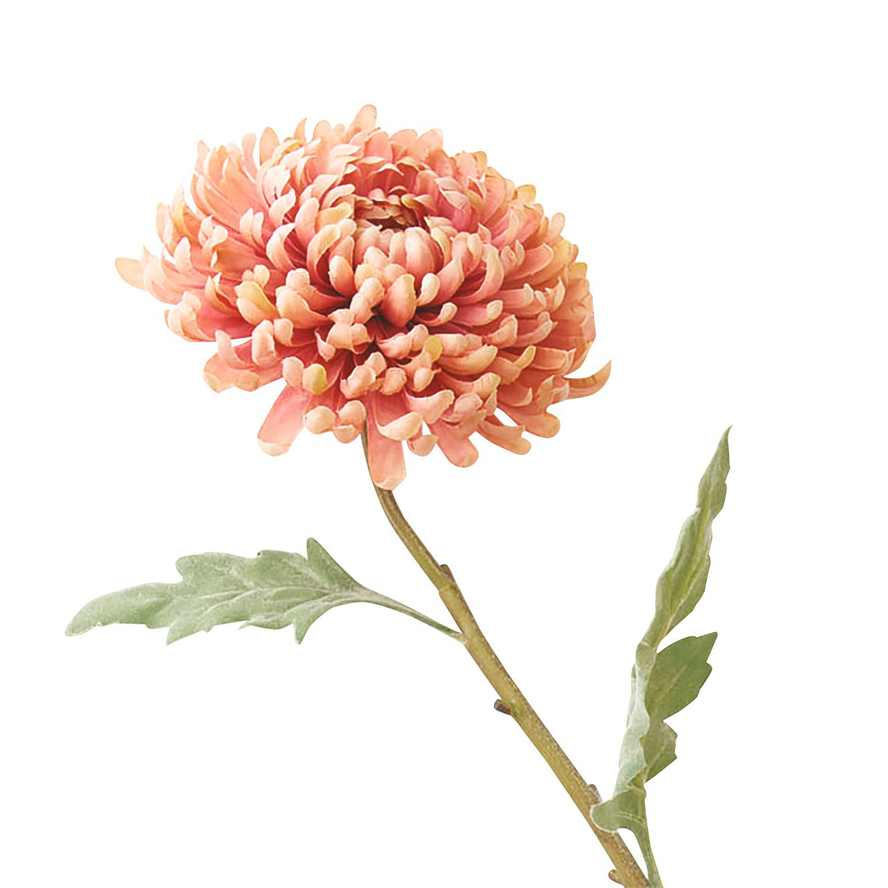 Amber Chrysanthemum Stem