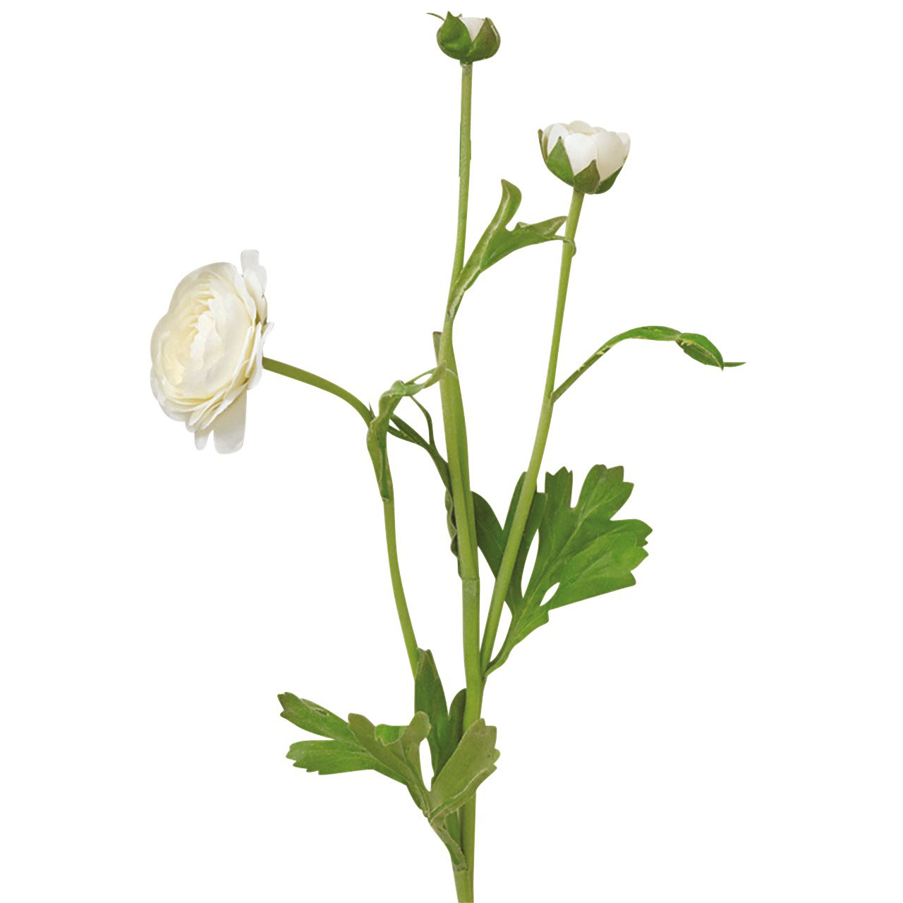 White Ranunculus Stem