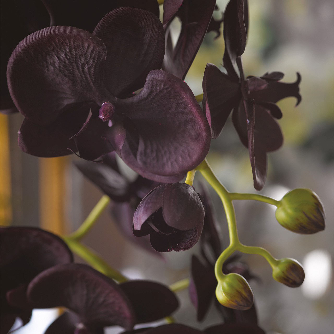Black Double Phalaenopsis