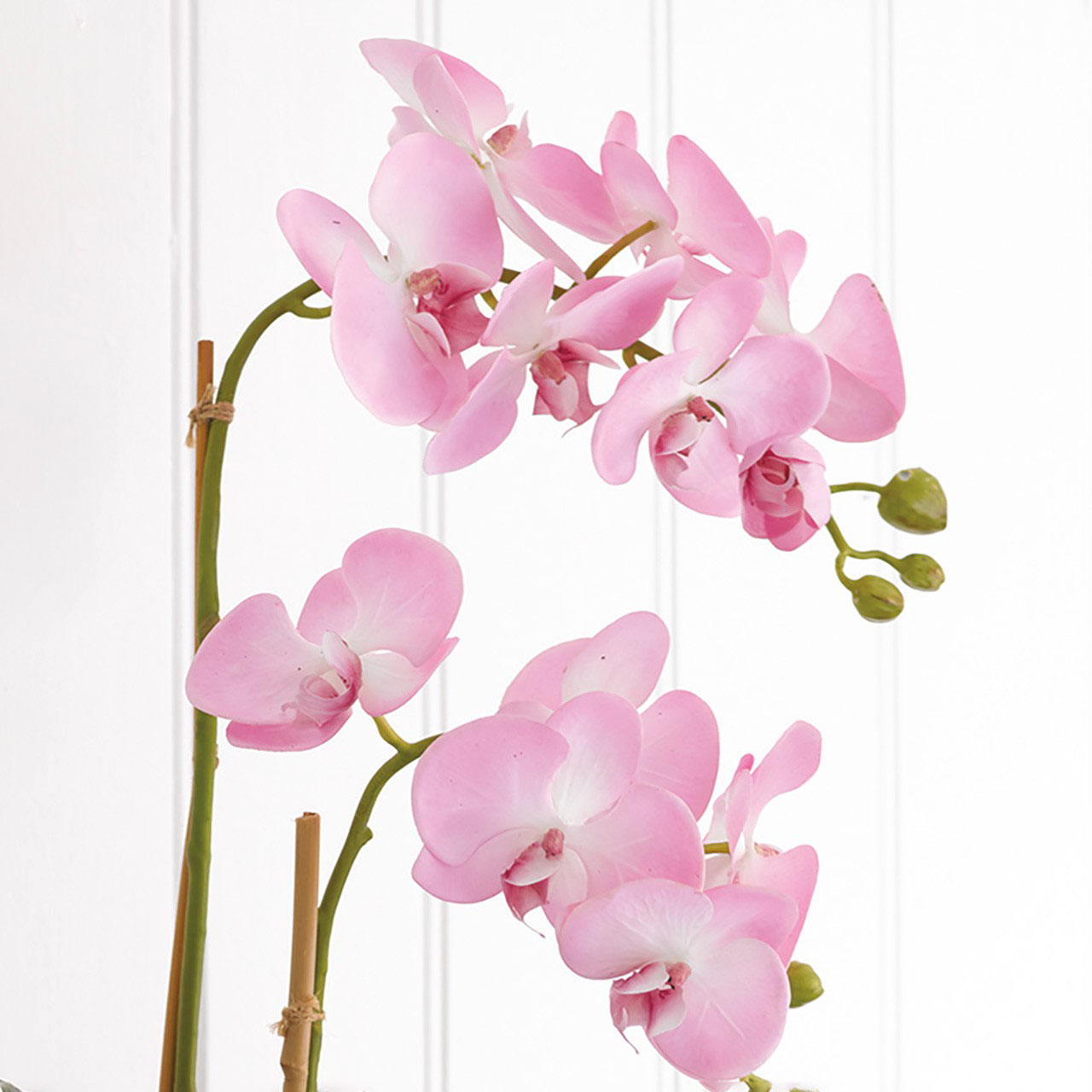 Pink Double Phalaenopsis