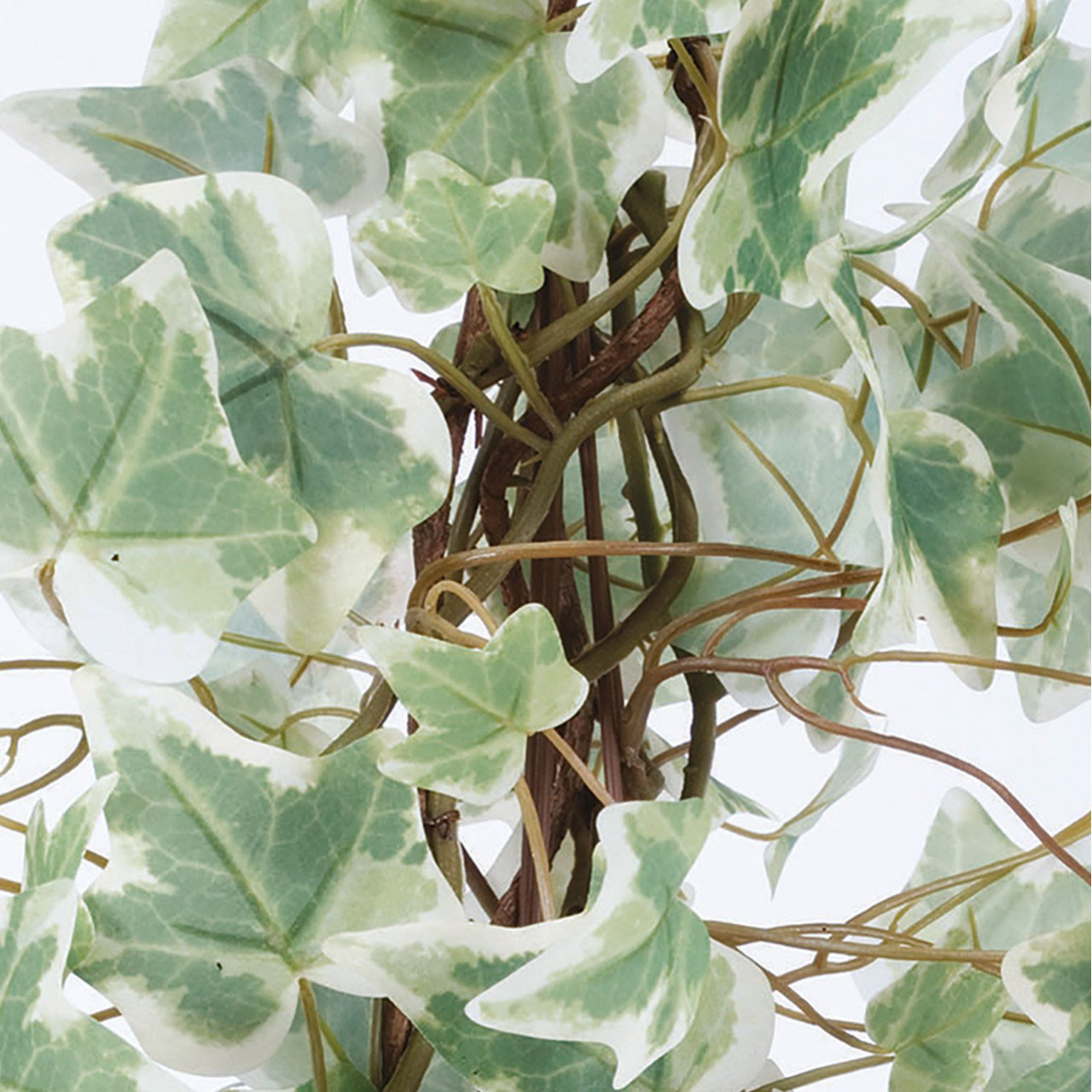Variegated Ivy Plant in a Zinc Pot