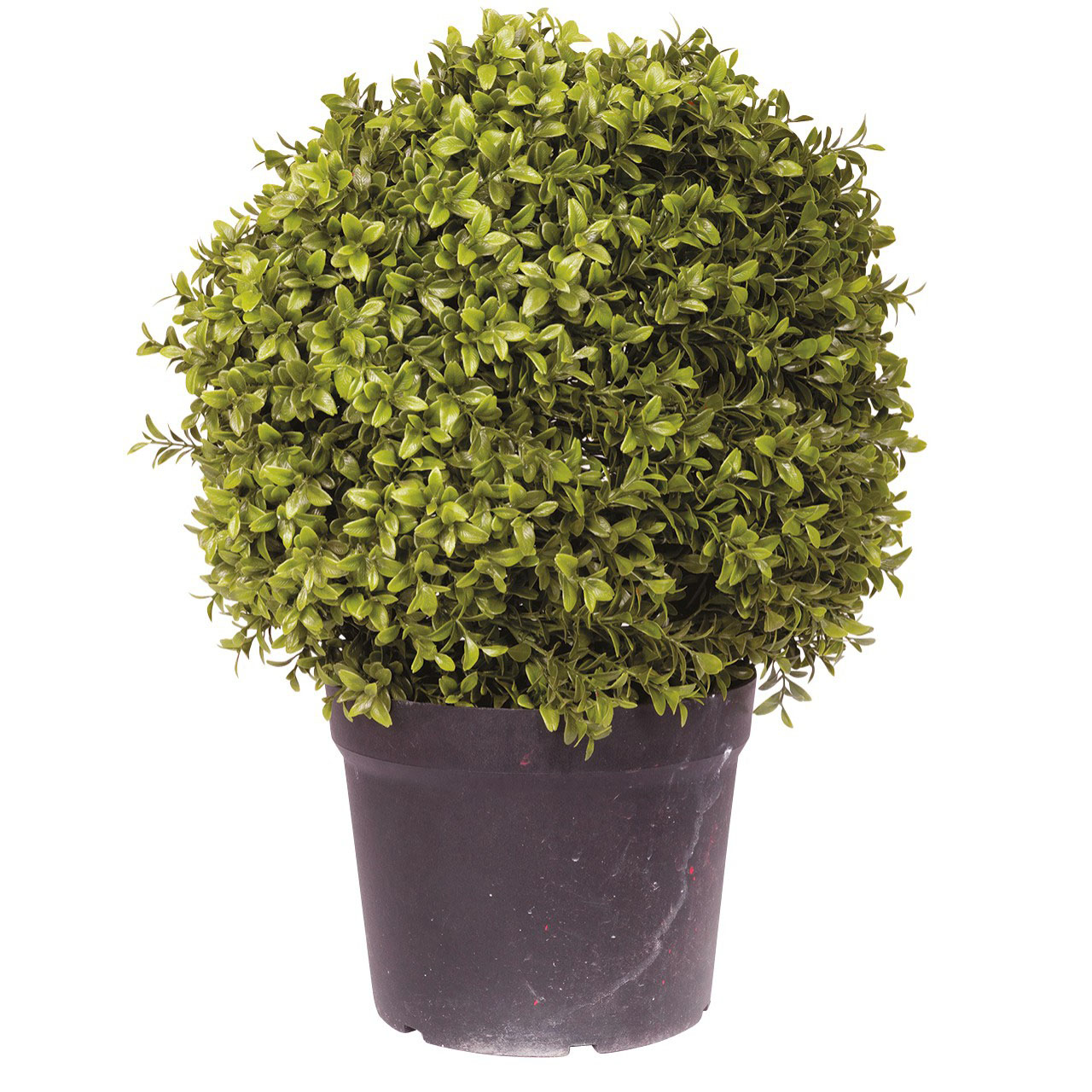 Medium Boxwood Ball Topiary