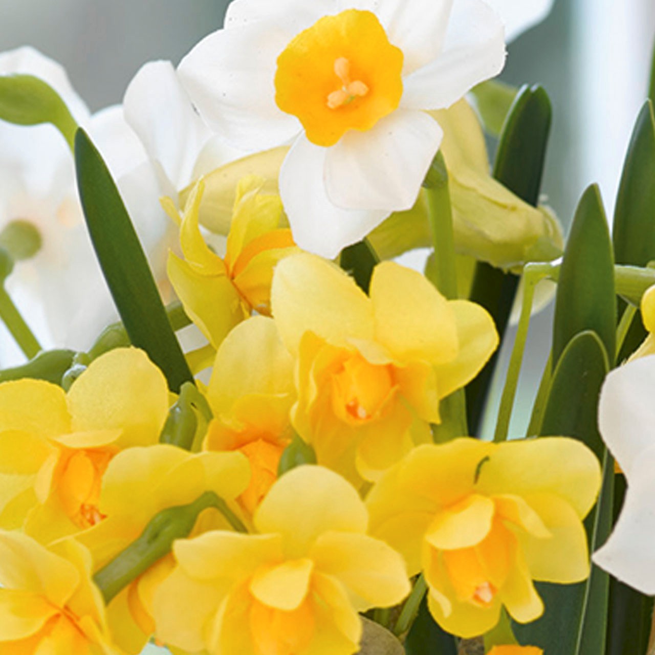 Paperwhite Narcissus Arrangement | Bloom UK