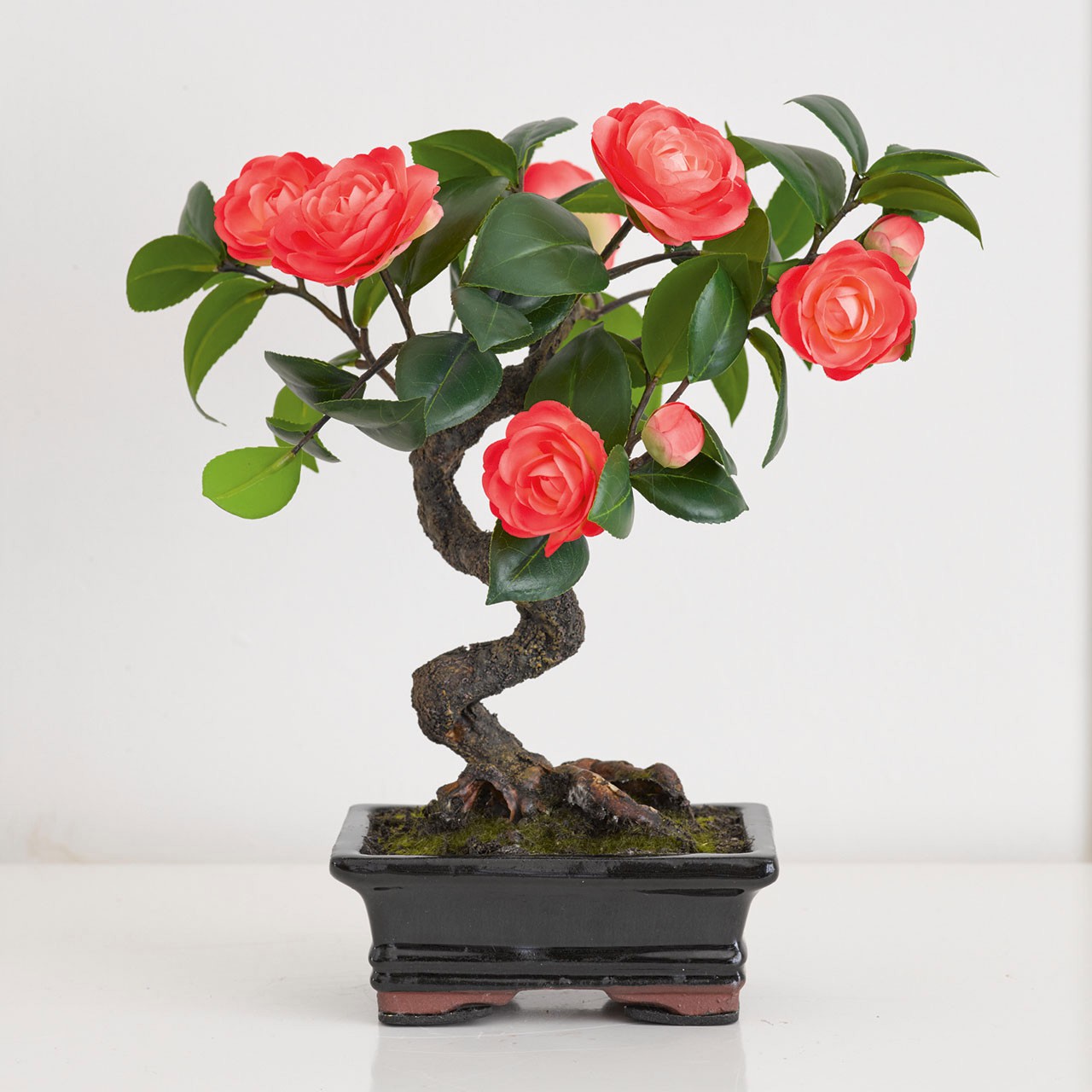 Camellia Flowering Bonsai