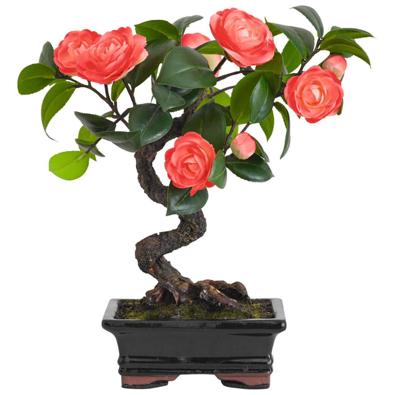 Camellia Flowering Bonsai